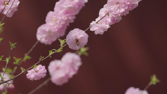 春天中国北京故宫博物院内绽放的花