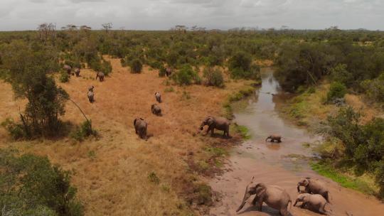 肯尼亚Ol Pejeta，一群大象过河。白天的航拍。