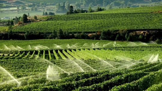 有机葡萄园的全自动化灌溉施肥1
