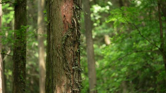 杭州虎跑晴天树林的绿色枫树树干上有蚂蚁