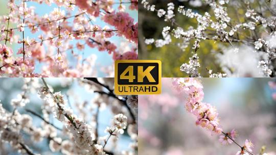 4K升格实拍春天盛开的粉色白色山桃花