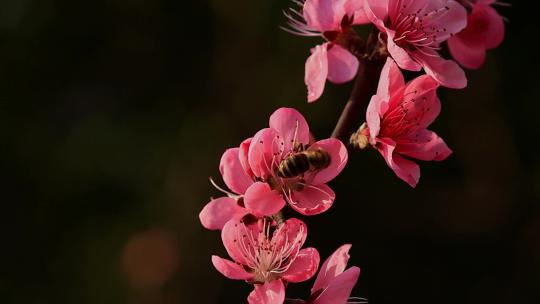 春天桃花蜜蜂采蜜