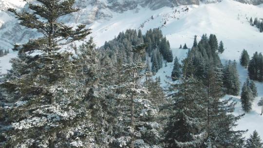 阿尔卑斯山中的瑞士山桑蒂斯，有新鲜的雪和雾。美丽的雪山和树木。