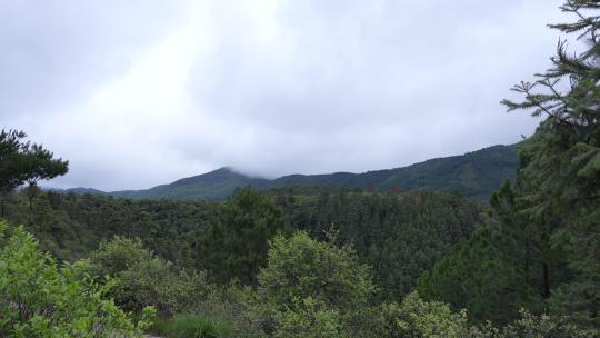 茶树林山峰天空