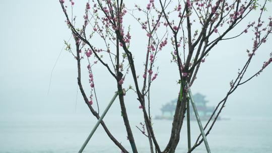 杭州西湖春天清明节阴雨天游船视频素材模板下载