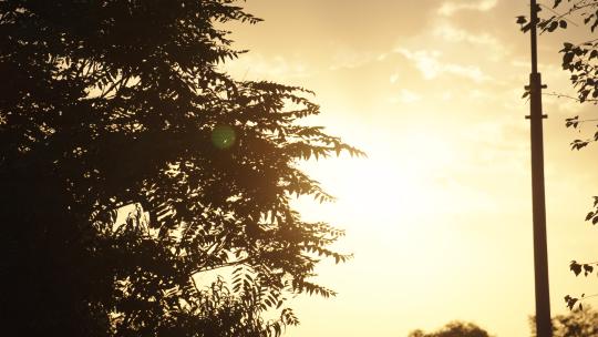 夕阳日落树的剪影高清在线视频素材下载
