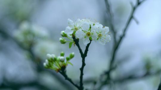 唯美梨花盛开