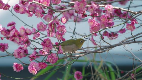 春天 花中小鸟特写视频 花与鸟 景色