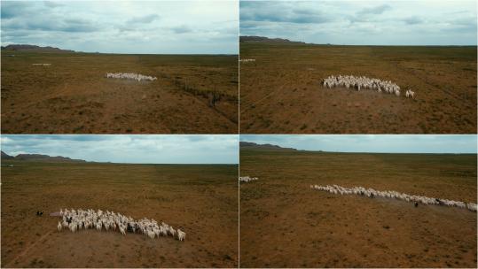 新疆内蒙秋天大草原自然风光羊群放牧高清在线视频素材下载