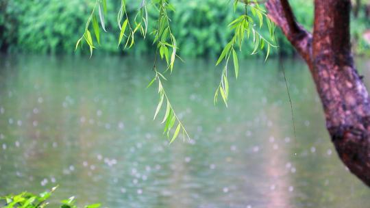 4K50帧高速拍摄雨中的柳树垂条