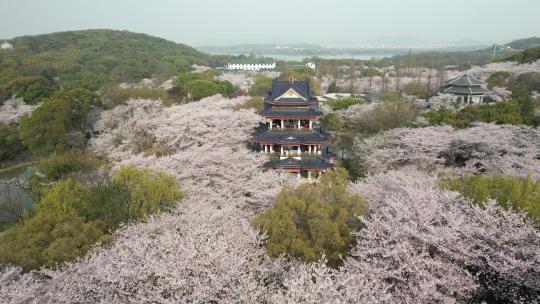 江苏无锡太湖鼋头渚樱花谷航拍风光