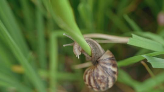 生命自然绿色蜗牛草丛