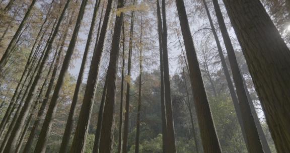 秋天的红杉林