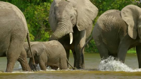 河里一群大象