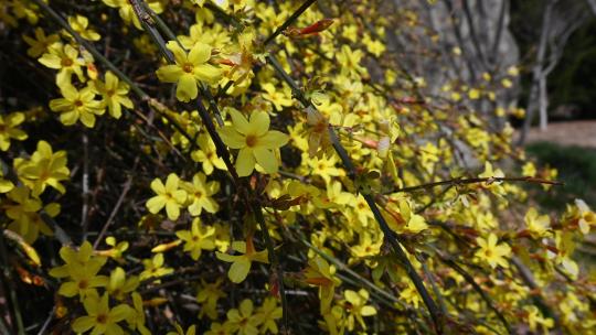 春天盛开的黄色迎春花随风摆动