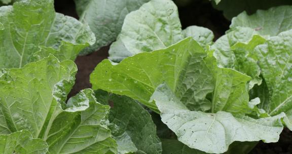 农村种植的大白菜特写