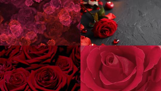 【合集】浪漫红色玫瑰花植物花朵花瓣
