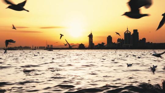 青岛栈桥海鸥日落风景超慢动作升格视频视频素材模板下载