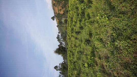 丘陵的绿树和绿茶
