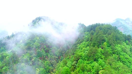 绿色森林-溪流小鱼-自然生态