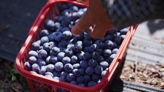水果园采摘蓝莓视频素材模板下载
