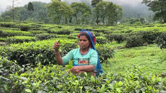 早晨采摘茶叶的农民妇女