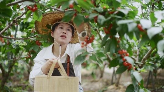 中年女性农民在果园采摘小樱桃