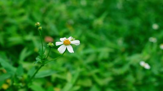 【实拍素材】白色鬼针花 空镜头 花花草草