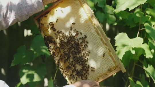 蜂蜜养殖养蜂人蜂巢蜂蜜
