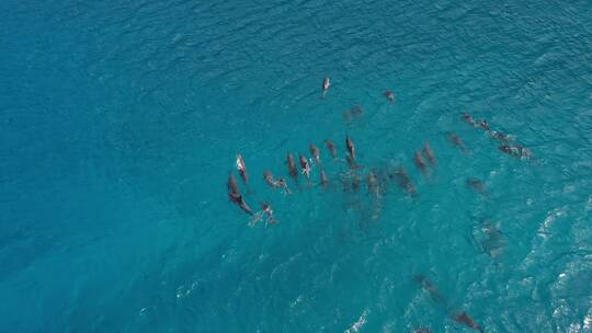 海面上海豚群的无人机镜头