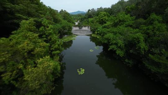 广州华南植物园fpv穿越机航拍4K视频素材模板下载