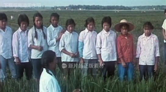 80年代 杂交水稻生产 女技术员