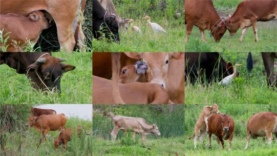 乡村风光，黄牛与白鹭的田园生活百态高清在线视频素材下载