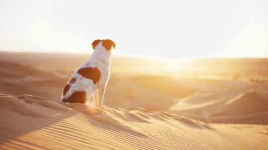 蹲在沙漠的宠物狗