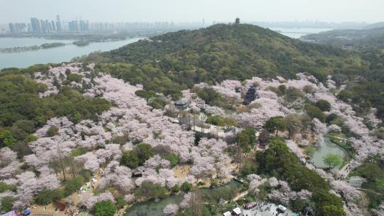 江苏无锡太湖鼋头渚樱花谷航拍风光