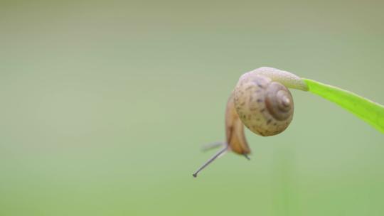 绿色自然小清新蜗牛爬行-立夏