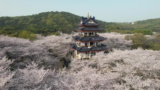 原创 江苏无锡太湖鼋头渚樱花谷航拍风光