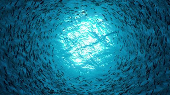 海底鱼群环绕光源游动