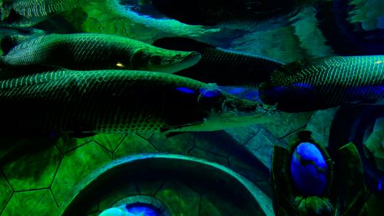 巨骨舌鱼 海洋馆 水族馆 海底世界视频素材模板下载