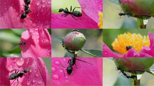 微观秘境：芍药花瓣与花苞上的蚂蚁世界高清在线视频素材下载
