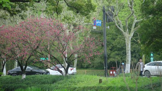 春天杭州道路交通车辆行人自然