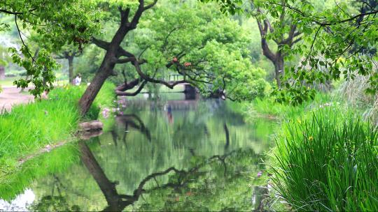 生态景观湿地唯美环境 上海共青森林公园视频素材模板下载