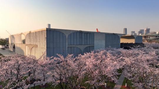 上海龙美术馆樱花盛开上海徐汇滨江樱花航拍视频素材模板下载