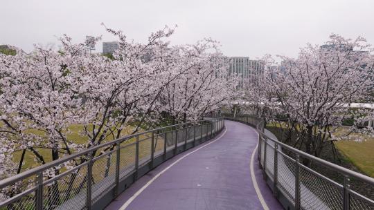 杭州大运河亚运公园樱花大道