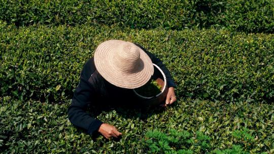 4K特写茶农手工采茶摘茶茶叶实拍视频