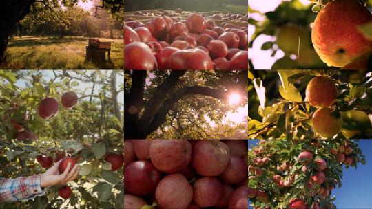苹果园红苹果成熟丰收采摘苹果树硕果累累