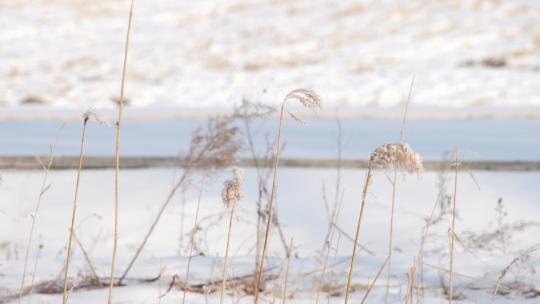 冬天白雪茫茫银霜满地上的芦苇草