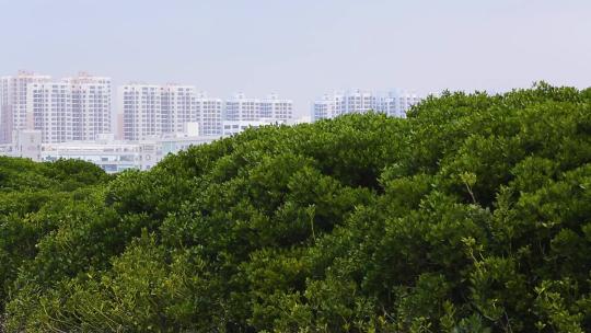l1香港湿地公园树木景色视频素材模板下载