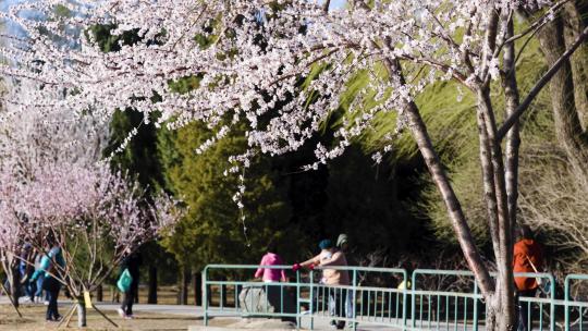 北京颐和园春季春天山桃花