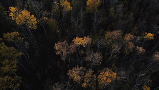 无人机低空飞行显示了秋季艾伯塔省中部森林树梢的秋天颜色视频素材模板下载